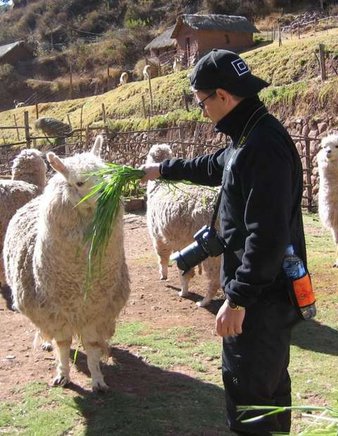 Vesa syöttää alpakoita Perussa. 