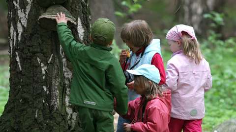 Lapset tutkivat suurta koivua.