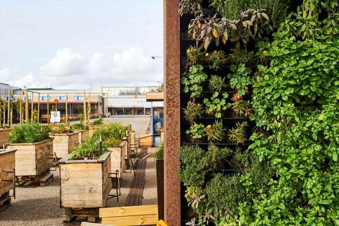 Vertikaaliseen viljelyyn käytetyssä seinärakenteessa kasvaa yrttejä. Taustalla tutkimukseen käytettyjä kasvilaatikoita.