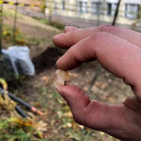 Karhusuon kvartsilöytö