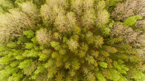 Kuvassa keväinen metsä ylhäältäpäin.