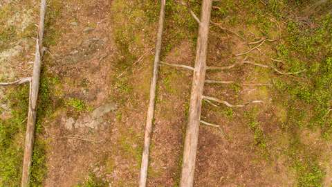 Kuvassa keväinen metsä ylhäältäpäin.