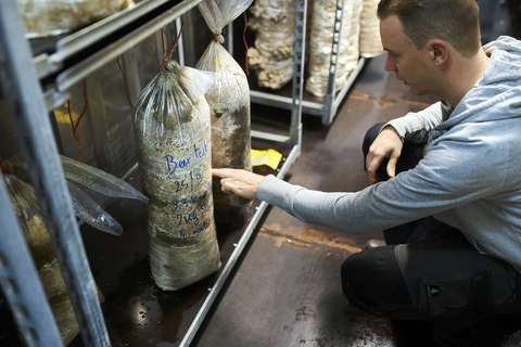 En person står på knä för att kontrolera en odlingssäck för svamp, som är märkt med testpartiets namn.