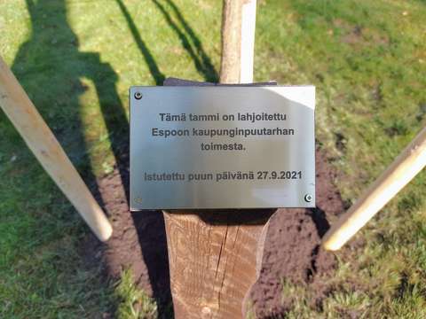 Puun päivän tammen merkkipäivälaatta Laaksolahdessa Kuttulammen puistossa.