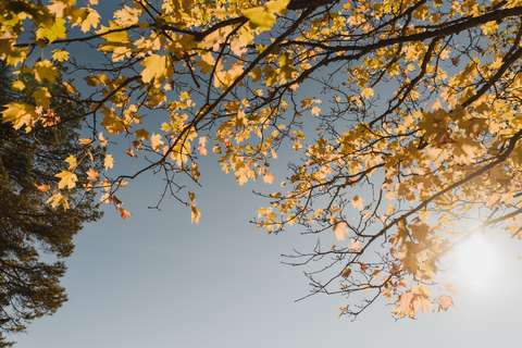 Syksyisiä keltaisia lehtiä.