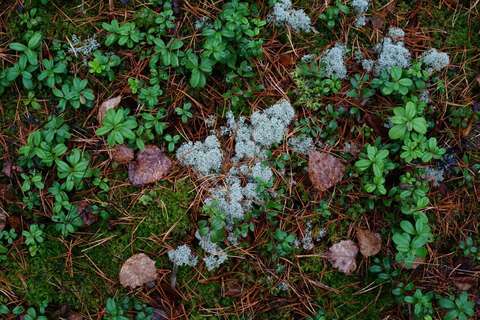 metsämaasto, jossa puolukanvarpuja ja sammalta