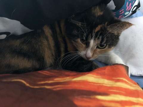 Kissa tuijottaa peitonpinnan valoja ja varjoja.