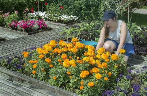 Nuori kesätyöntekijä istuttamassa kukkia.