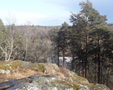 Näkymä kalliolta, etualalla mäntyjä peittämässä maisemaa. Kevättalven aurinko paistaa.