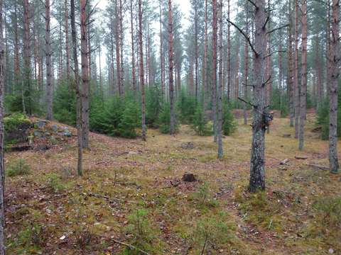 Harvapuista metsää