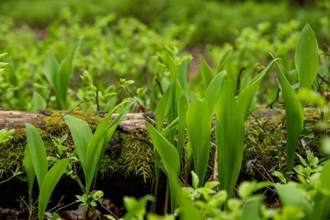 På bilden ett ruttnande träd med mossa på ytan omringad av liljekonvaljer och risväxter.