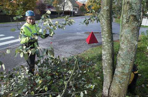En person samlar ihop kvistar från träd.
