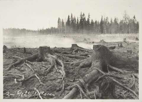 Etualalla kantoja ja juurakoita, joiden takana savuava hakkualue ja metsän reuna.