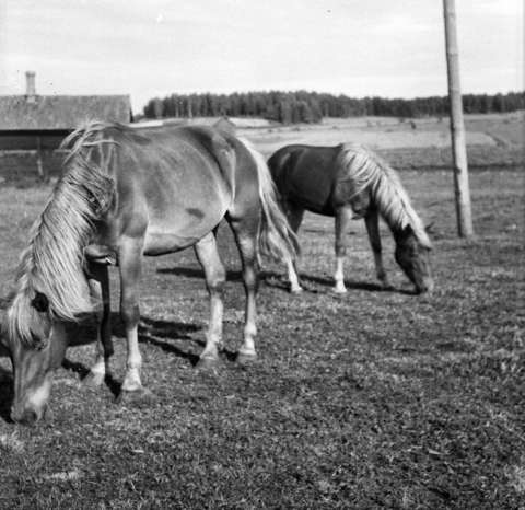 Kaksi hevosta syömässä ruohoa peltomaisemassa, mustavalkoinen valokuva.