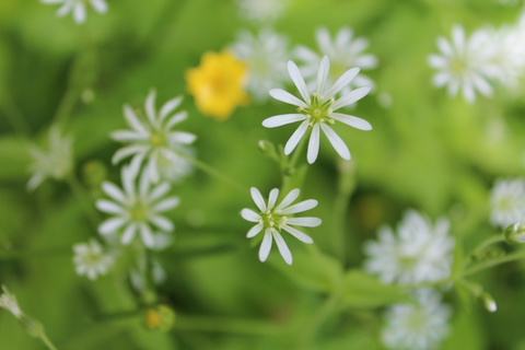 White and yellow flowers