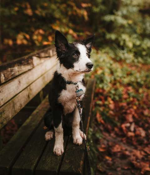 A dog sitting on the bench.