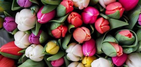 Tulips