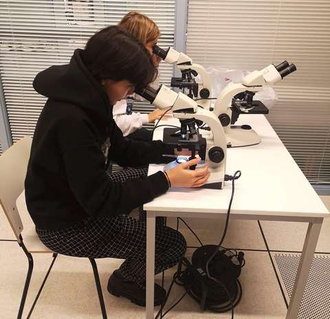 Opiskelijat katsovat mikroskoopilla soluja.