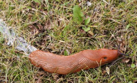 Spansk skogssnigel på gräsmattan.