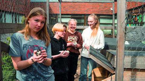 Four young people in the schoolyard henhouse. Three of them are holding chicks in their hands.