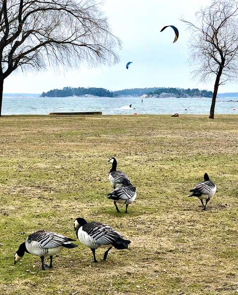 Valkoposkihanhia merenrannalla.