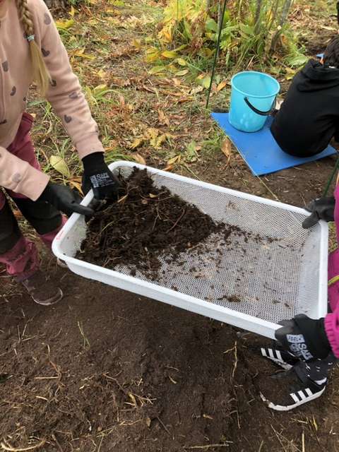 Oppilaiden käsissä kaivauksissa käytettävä verkkokori.