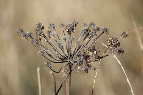Kasvi talven jäljiltä.
