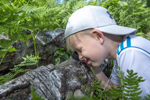 Lapsi tutkii metsässä luupilla kaatuneen puun pintaa.