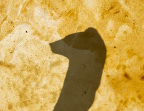 A bear's head in a shadow picture.