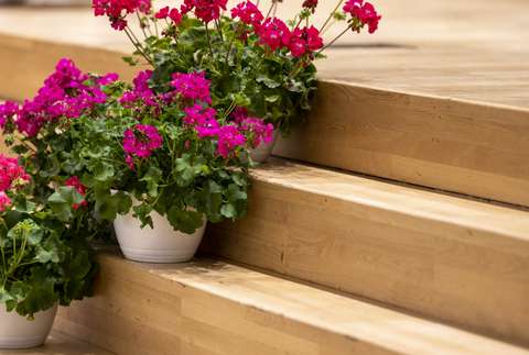 Punaisia ja pinkkejä pelargoniakukkia puisilla rappusilla ruukuissa.