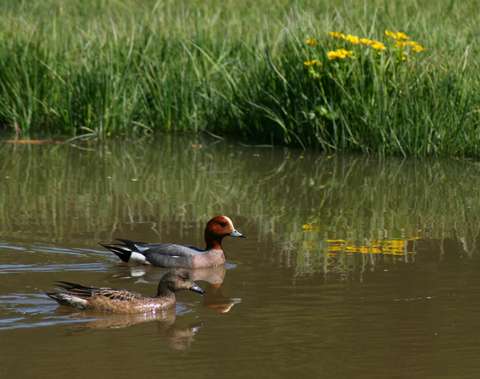 Two birds are swimming in the water, some green grass on the background.