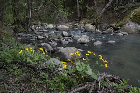 A running stream with a lot of rocks, yellow flowers in the front.