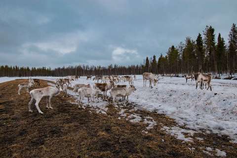 Runoja ystävyydestä