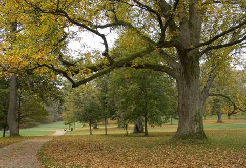 An old tree next to a pedestrian promenade.