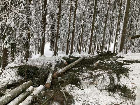 Lumisessa maisemassa kaadettuja ja karsittuja kuusia maassa.