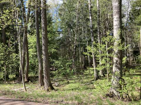 Monikerroksinen keväinen metsä, jossa on pientä puustoa ja monipuolisesti erilaisia puulajeja.