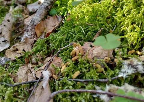 Kariketta ja sammalta, jonka seassa on pieniä keltaisia liito-oravan papanoita