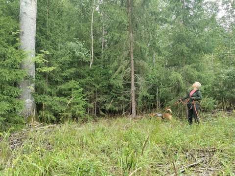 Nainen seisoo koiran kanssa ison haavan juurella ja katsoo ylös lehvästöön.