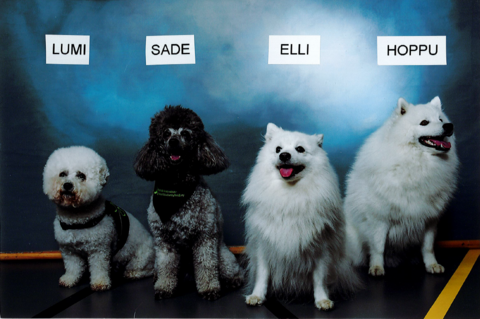 Vanttilan koulukoirat