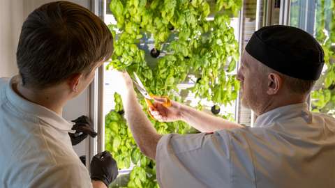 Kaksi henkilöä leikkaamassa basilikaa vertikaaliviljelykaapista.