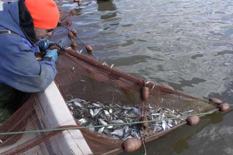 Kalastaja poistaa kaloja hoitokalastukseen suunnitellusta pyydyksestä.