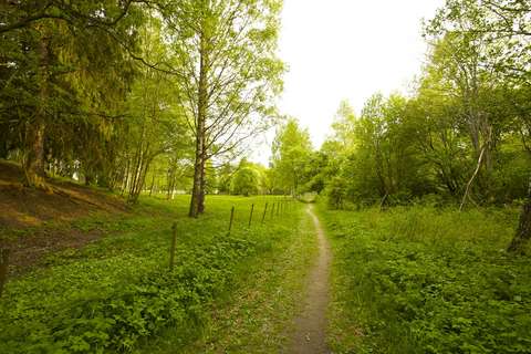 Lawn, grass and trees.