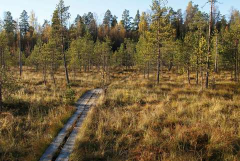 Ett landskap med en mosse och spänger.