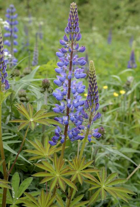 Blomsterlupinen.
