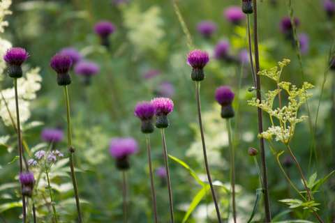 Röda tistlar blommar i gräset.