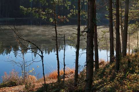 En damm med skog bakom. I förgrunden tunna tallar vid vars fot finns buskar i höstfärger. 