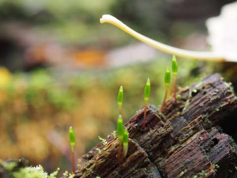 Lähikuva lahokaviosammalista kasvamassa puunrungolla.
