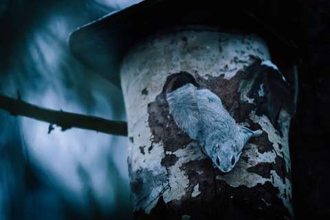 Liito-orava katselee iltahämyssä pesäpönttönsä suuaukolta