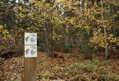 Syksyinen metsikkö, kuvan etualalla kyltti joka kertoo alueen olevan suojeltu jalopuumetsikkö