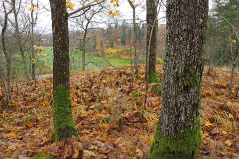 Sammaloituneita puita syksyisessä metsässä, taustalla avointa niitty-ympäristöä